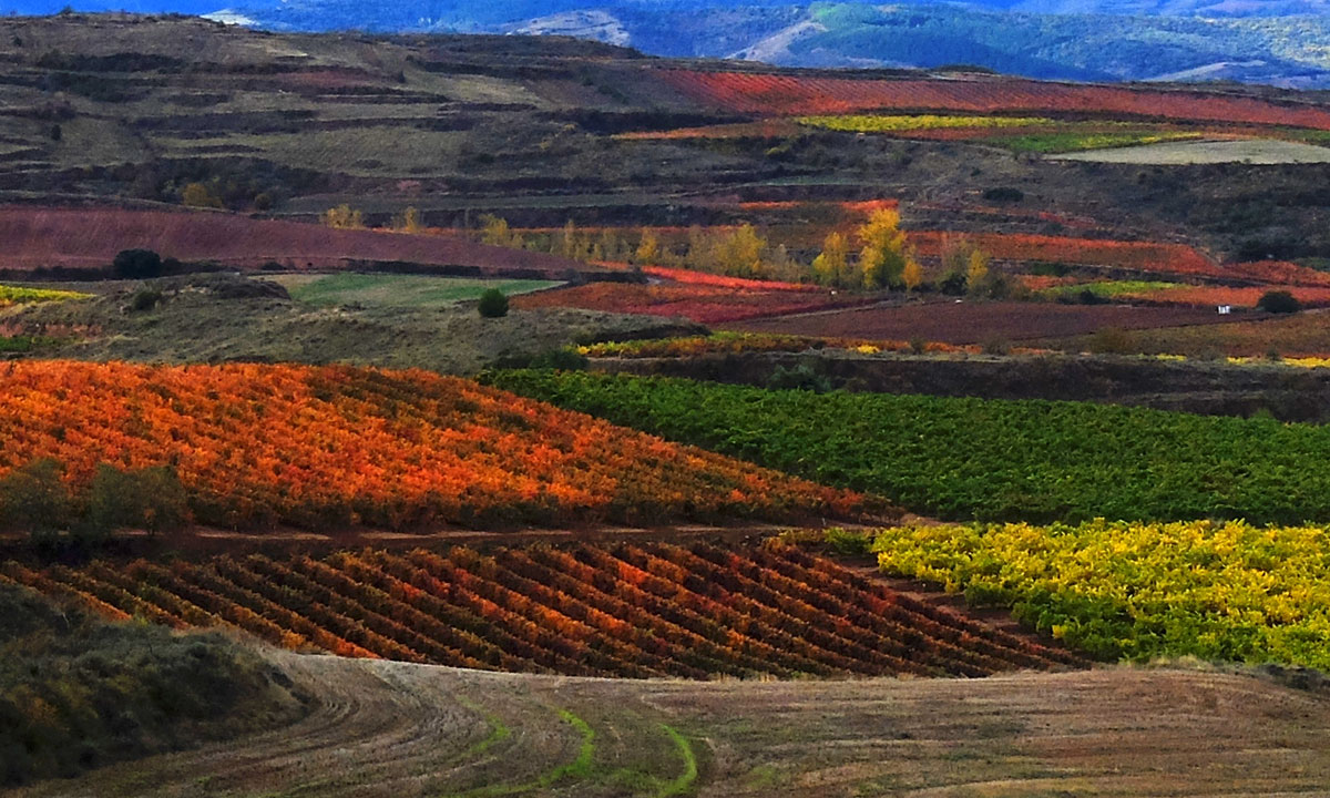 Watercolor of vineyards
