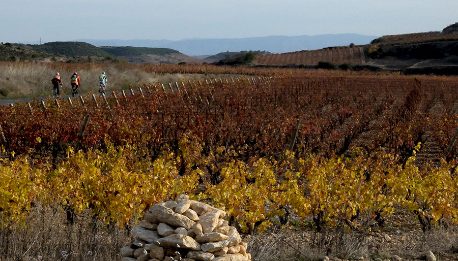 harvest season in La Rioja