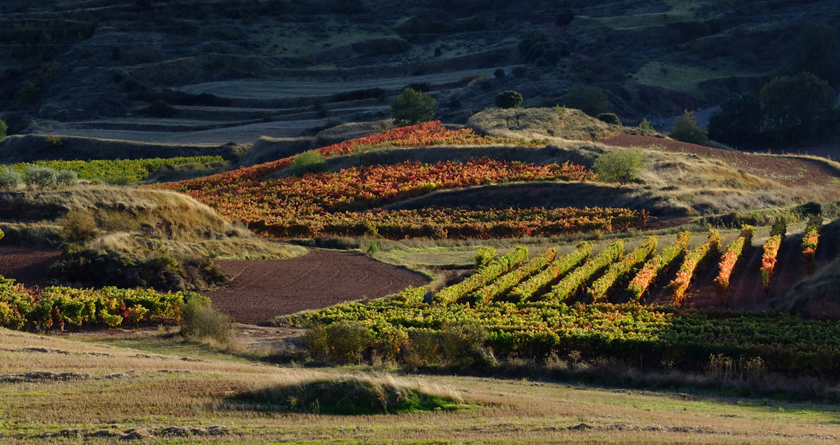 Wineyards of Iregua-Valley